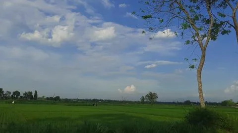 View of green rice fields with blue sky and white clouds Stock Photos