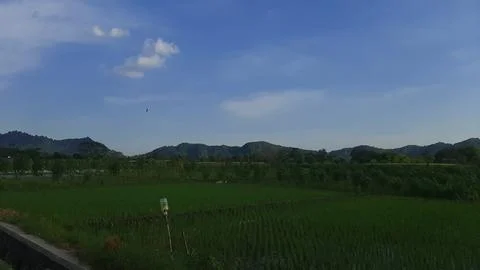 View of green rice fields with blue sky and white clouds Stock Photos