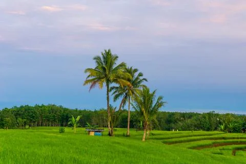 View of green rice fields with coconut trees in the morning Stock Photos