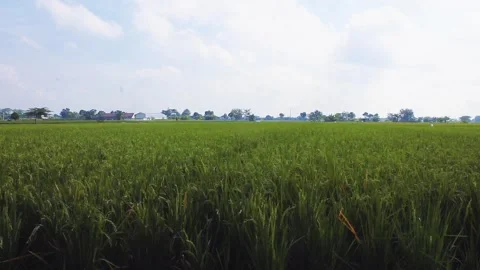 View of green rice fields in the countryside with white clouds Stock Footage 308426094
