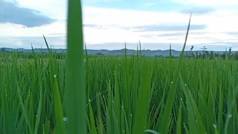A view of green rice fields decorated with sparkling dew drops. Stock Footage 328584643