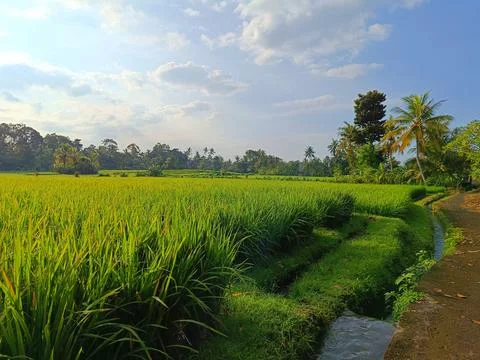 View of green rice fields with ditches flowing with water. Stock Photos