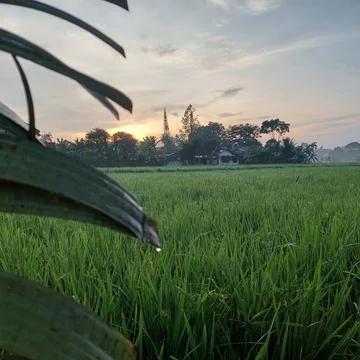 View of green rice fields in the early morning Stock Photos
