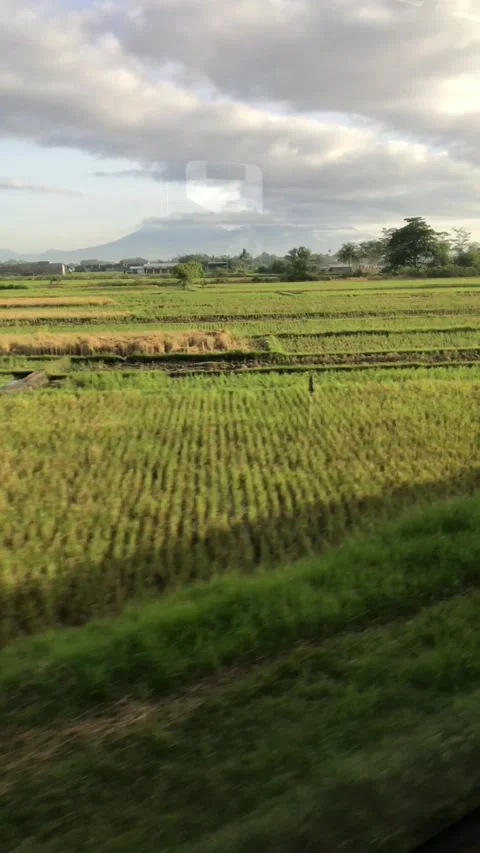 View of green rice fields Stock Footage 234044708