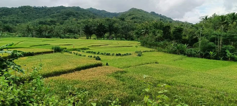 View of green rice fields Stock Photos