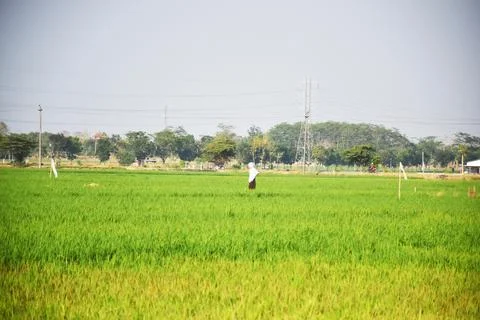 View of green rice fields Stock Photos