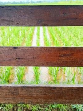 View of Green Rice Fields Seen Through a Wooden Fence Stock Photos