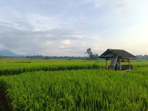 View of green rice fields, there is a simple farmer's hut. Stock Photos