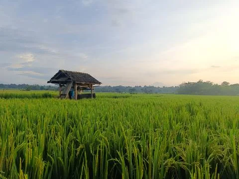 View of green rice fields, there is a simple farmer's hut. Stock Photos