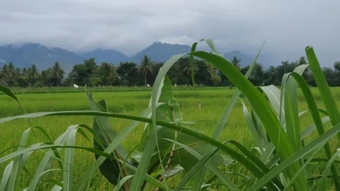 View of green rice fields, trees and mountains Stock Footage 313062435
