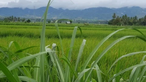 View of green rice fields, trees and mountains Stock Footage 313062735