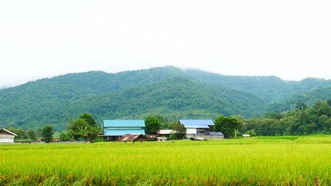 View green rice with mountain in Nan Thailand. Stock Footage 81024330