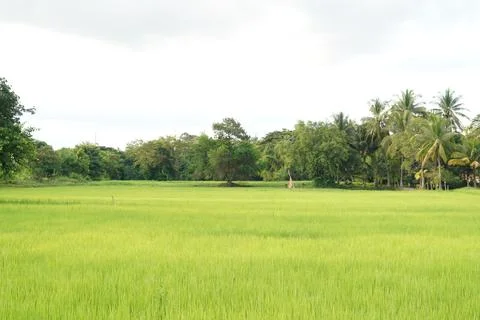 A view of green rice paddy fields landscape beautiful natural. Stock Photos