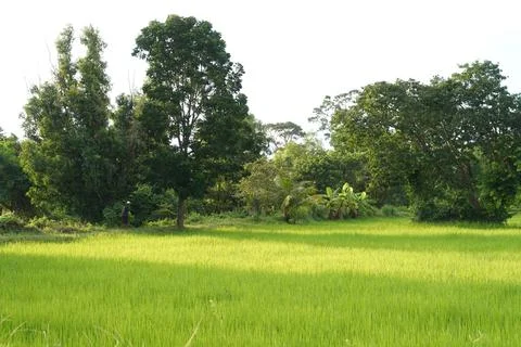 A view of green rice paddy fields landscape beautiful natural. Stock Photos