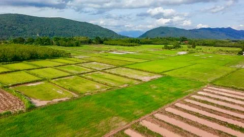 View of green rice paddy fields grid layout in Thailand rural countryside 写真素材