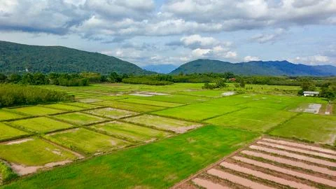 View of green rice paddy fields grid layout in Thailand rural countryside Stock Photos