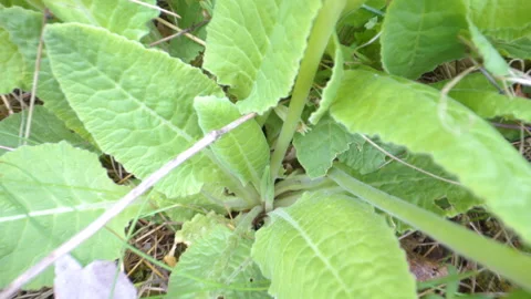 The view of the green stalk of the plants Stock Footage 137156350