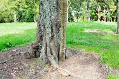 A view of a green straight old perpendicular tree in summer forest park. Stock Photos
