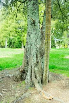 A view of a green straight old perpendicular tree in summer forest park Stock Photos