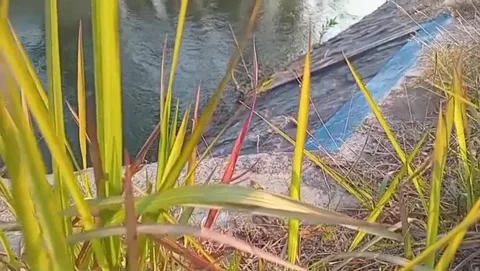 A view of green swamp grass growing at the water's edge. Stock Footage 340983934