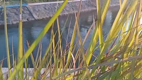 View of green swamp grass under the sunlight. Stock Footage 340983905