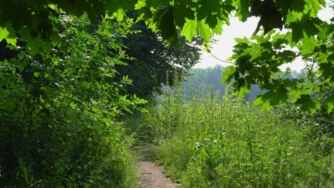 View of green thickets and a path. Stock Footage 236716749