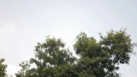 View of green tree leaves with background of clear blue sky Stock Footage 220732670