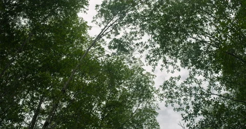 View of green trees against sky Stock Footage 68703462