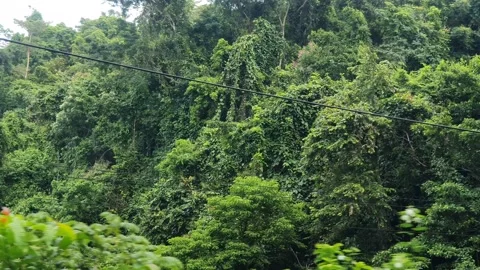 View of green trees and nature 库存影片 306069707
