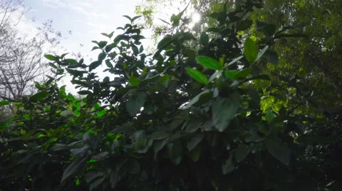 View of green trees and sunlight in forest area Stock Footage 63462859