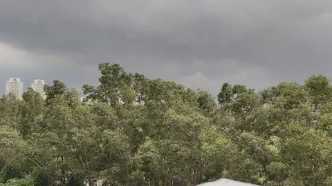 The view of green trees being blown by the wind Stock Footage 319055297