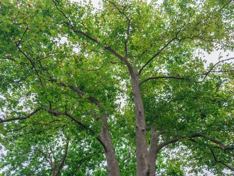 View of green trees from below in a forest Stock Photos