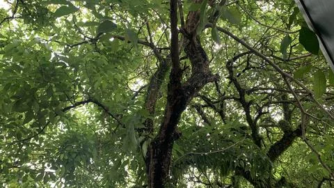 View of green trees from below. Stock Photos