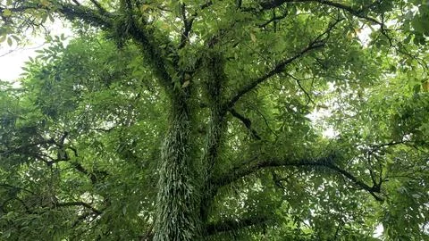 View of green trees from below. Stock Photos