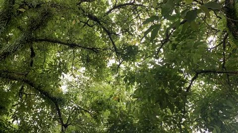 View of green trees from below. Stock Photos