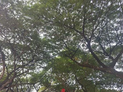 View of green trees from below. Stock Photos