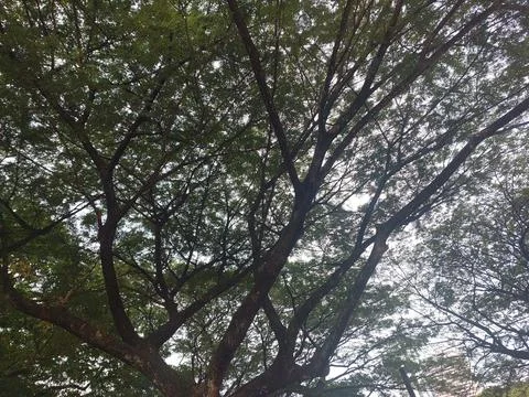 View of green trees from below. Stock Photos