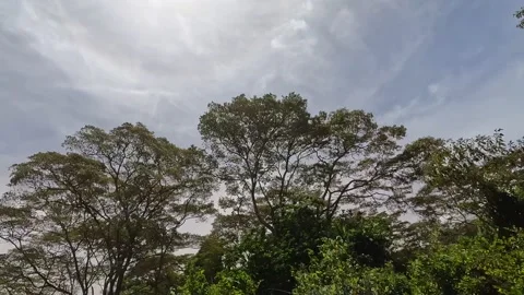 View of green trees, blue sky and white clouds Video stock 169911228