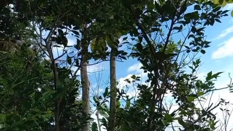 View of green trees with branching branches. Stock Footage 326207552