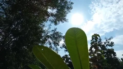 View of green trees with bright sunlight. Stock Footage 326867445