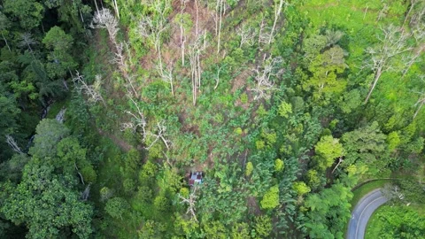 View of Green Trees Video stock 239244992