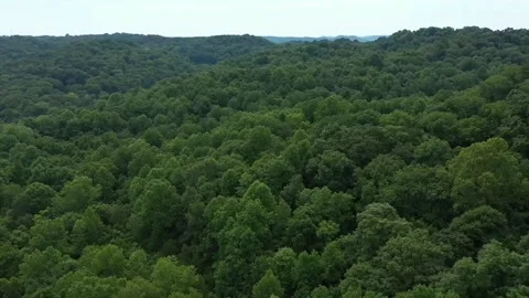 View of green trees in the forests of Borneo seen from above with a drone camera Video stock 274322019