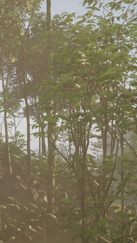 View of green trees on a hill with sunlight in the background during daytime Stock Footage 340650176