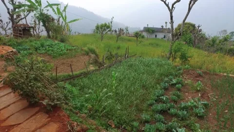 View of green vegetable farm Video stock 155367326