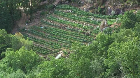 VIEW OF GREEN VINEYARDS Stock Footage 96331982