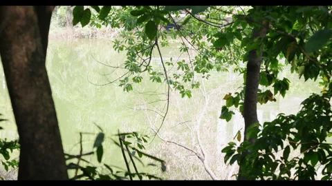 View of Green Water Through Tree Branches, Natural Outdoor Setting Stock Footage 330697274