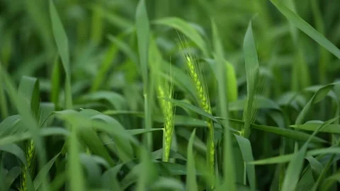 View of green wheat ears in a field, India. Vídeos de archivo 335608324