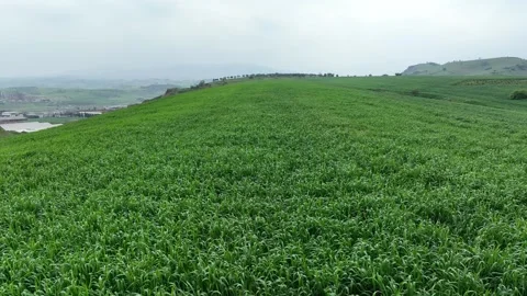 View of green wheat field from drone Stock Footage 270422347