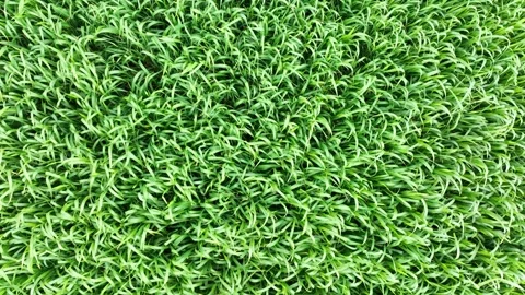 View of green wheat field from drone Stock Footage 270422385