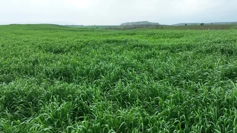 View of green wheat field from drone Stock Footage 270422391